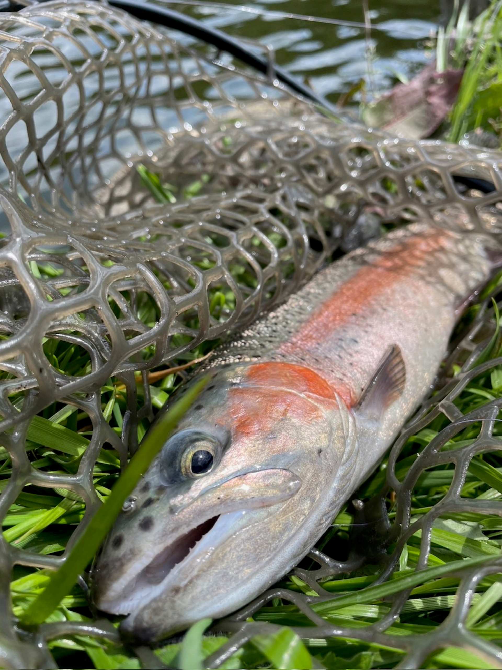 レインボートラウト