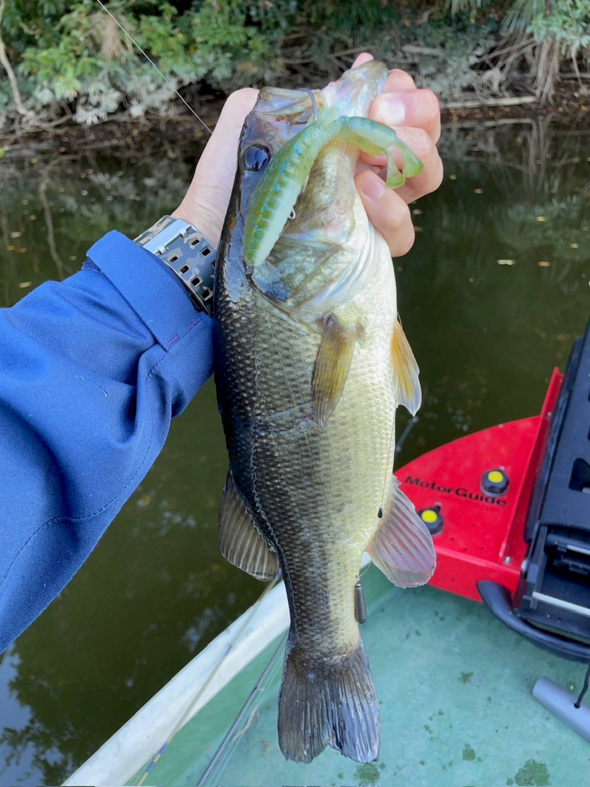 オオクチバス（ブラックバス）