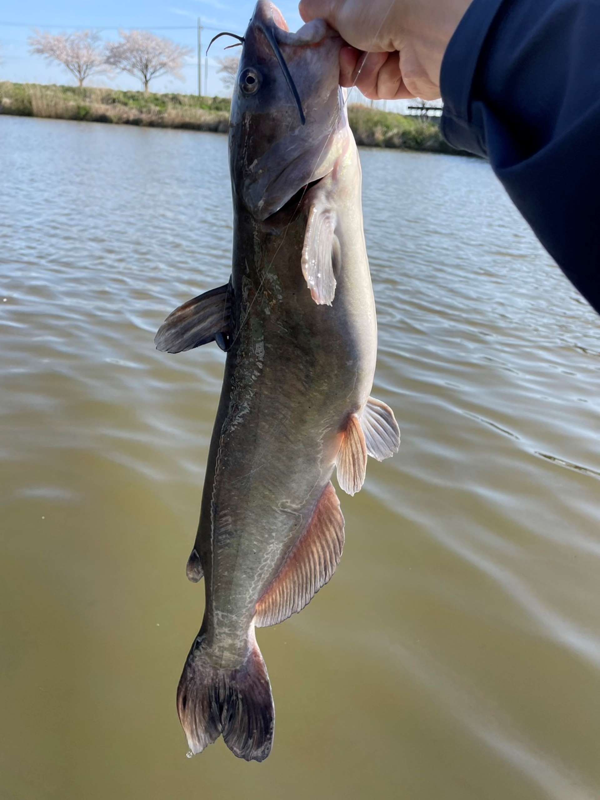 アメリカナマズ