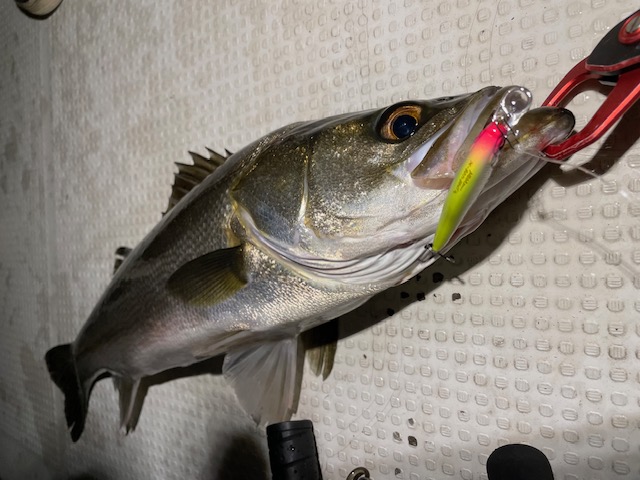 スズキ（シーバス）